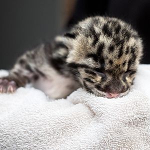 Clouded leopard cub