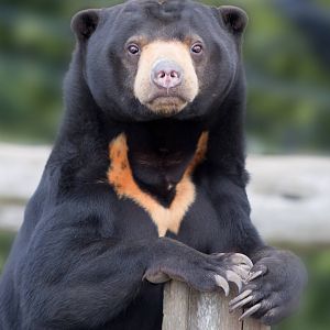 Sun Bear