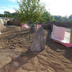 May. 2014 - Africa - Bat-eared Fox Exhibit Construction (Open Now)