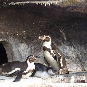 Humboldt Penguin Family Photo