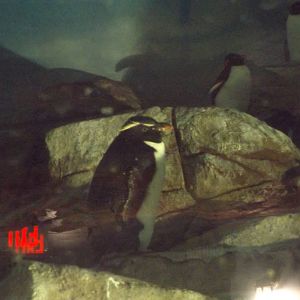 Rockhopper Penguins (lights off)