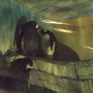 Gentoo Penguins (lights off)
