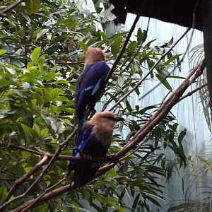 Herb and Nada Mahler Family Aviary - Blue-bellied Rollers
