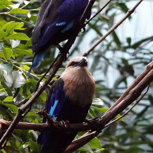 Herb and Nada Mahler Family Aviary - Blue-bellied Rollers