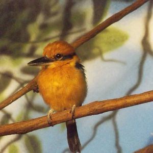 Herb and Nada Mahler Family Aviary - Male Guam Kingfisher