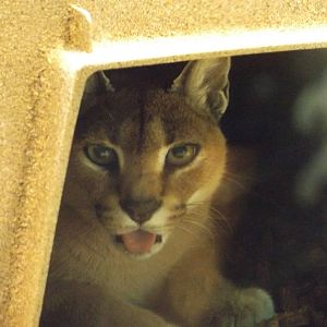 Cammy the Caracal