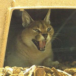 Cammy the Caracal