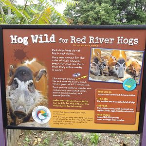 Red River Hog Info Sign 1