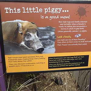 Red River Hog Info Sign 2
