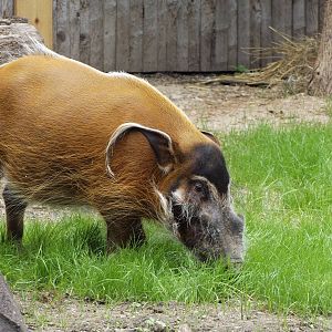 Red River Hog