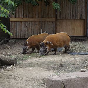 Red River Hogs