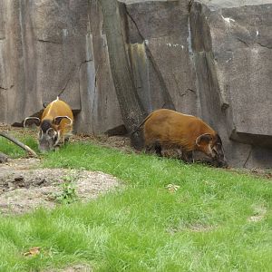 Red River Hogs