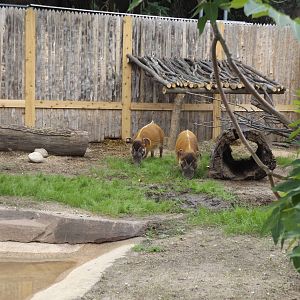 Red River Hogs and Exhibit