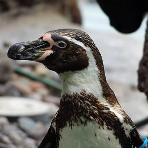 Humboldt Penguin