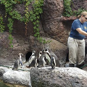 Humboldt Penguins and Zookeeper