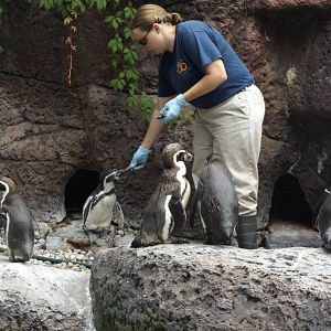 Humboldt Penguins and Zookeeper