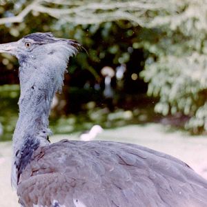 Kori bustard