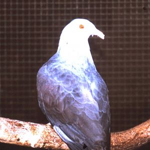 New Caledonia imperial pigeon