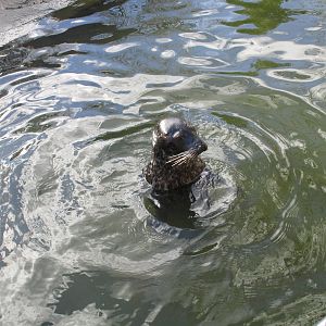 Harbour Seal - 24/03/15