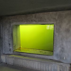 Harbour Seal Underwater Viewing - 24/03/15