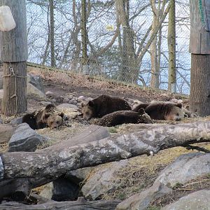 Brown Bears - 24/03/15