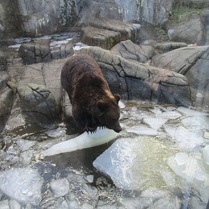 Brown Bear - 24/03/15