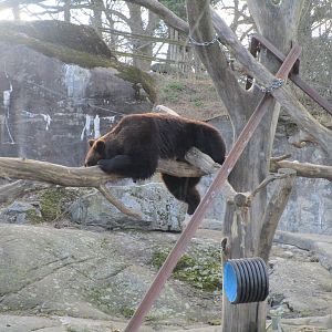 Brown Bear - 24/03/15