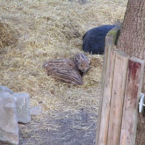 Wild Boar Piglets - 24/03/15