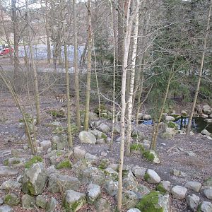 Grey Wolves - 24/03/15