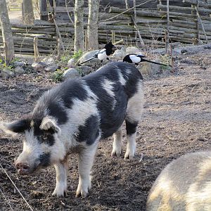 Domestic Pig and Magpies - 24/03/15