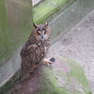 Long Eared Owl - 25/03/15