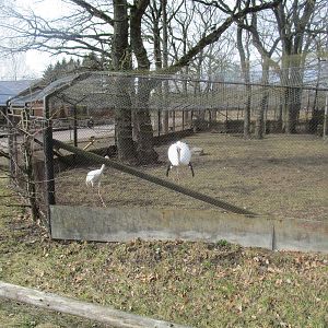 Siberian Crane - 25/03/15