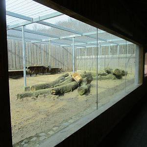 Lion Enclosure - 25/03/15