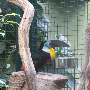 Channel-billed Toucan - 25/03/15