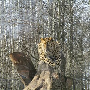 Amur Leopard