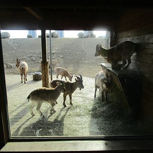 West Caucasian Tur - 25/03/15