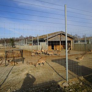 Tajik Markhor - 25/03/15