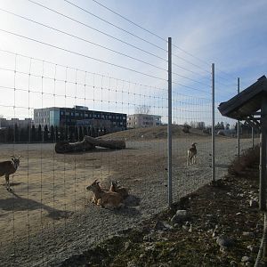 Transcaspian Urial - 25/03/15