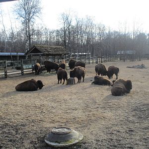 Plains Buffalo (Bison) - 25/03/15