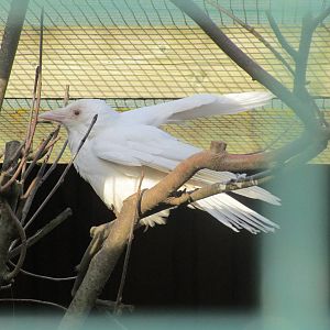 Albino Carrion Crow - 25/03/15