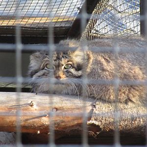 Pallas Cat - 25/03/15