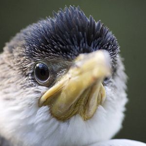 Little Pied Cormorant