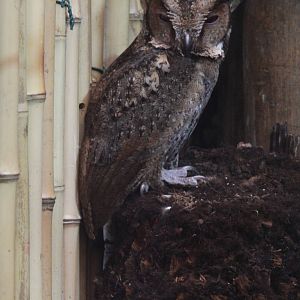 Luzon Lowland Scops Owl