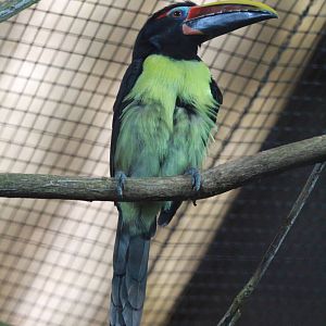 Green Aracari