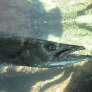 barracuda acuario nacional