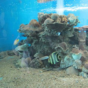 saltwater tank acuario nacional