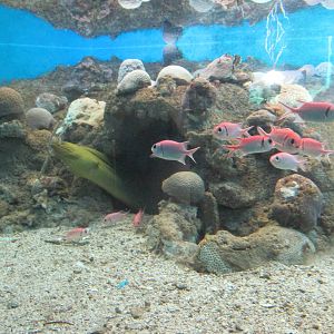 saltwater tank acuario nacional