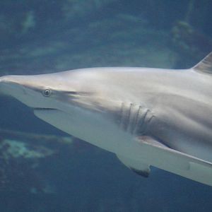 Burgers' Ocean - Blacktip shark