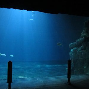 Burgers' Ocean - School fish tank