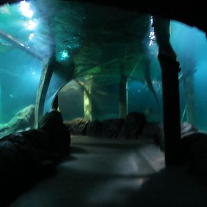 Burgers' Ocean - Acrylic tunnel